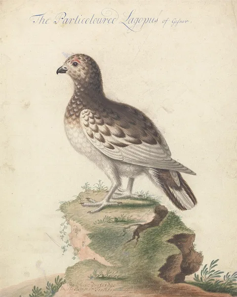 George Edwards, Ptarmigan