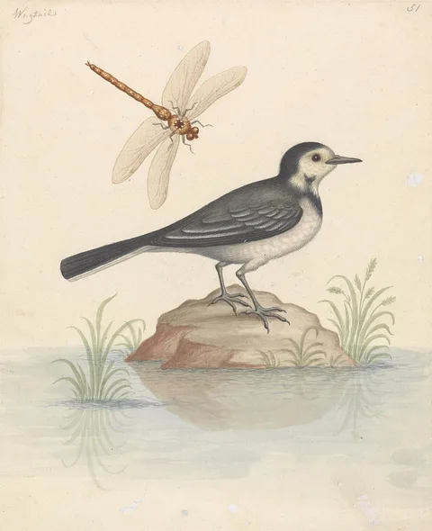 George Edwards, Pied Wagtail and Dragonfly