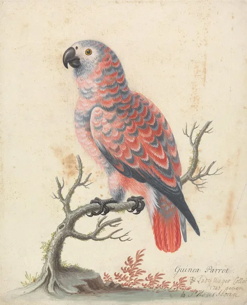 George Edwards, Guinea Parrot