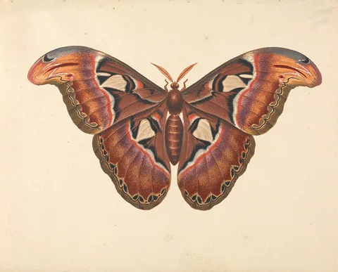 George Edwards, Atlas Moth