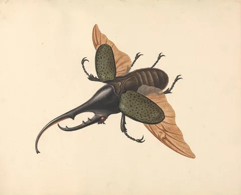 George Edwards, Hercules Beetle