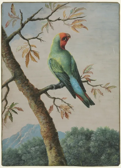 George Edwards, Bird Study: Rosy Faced Love Bird