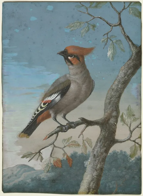 George Edwards, Bird Study: Bohemian Waxwing