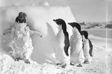 Frank Hurley, Adelie penguins after a blizzard, Cape Denison 1912