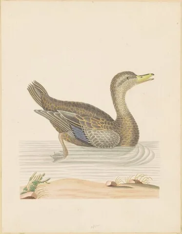 John Abbot, Roan Duck