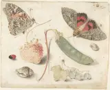 Georg Flegel, Studies of Fruits, Insects and Shells