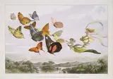 Richard Doyle, The Fairy Queen Takes an Airy Drive in a Light Carriage, a Twelve-in-hand, drawn by Thoroughbred Butterflies
