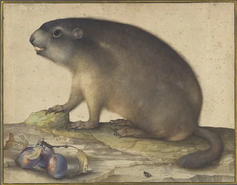 Jacopo Ligozzi, A Marmot with a Branch of Plums