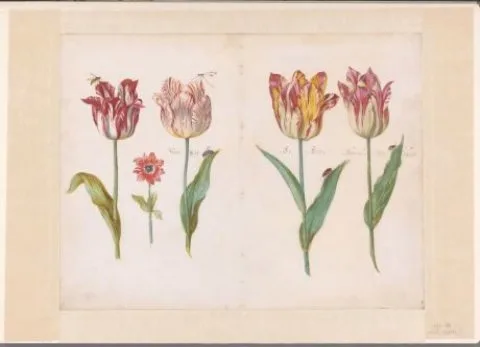 Jacob Marrel, Sheet from a Tulip Book