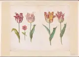 Jacob Marrel, Sheet from a Tulip Book
