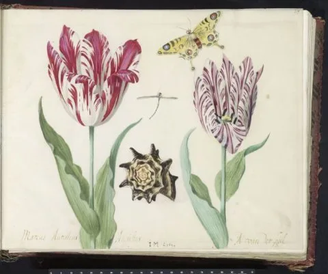 Jacob Marrel, Marcus Aurellius Augustus / A van der Pul