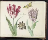 Jacob Marrel, Marcus Aurellius Augustus / A van der Pul
