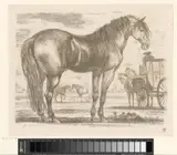 Martin Ferdinand Quadal, A Variety of tame and wild animals, studies from nature