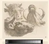 Martin Ferdinand Quadal, Drie koeienkoppen
