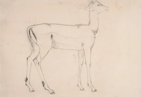 Samuel Daniell, Study of a Standing Deer