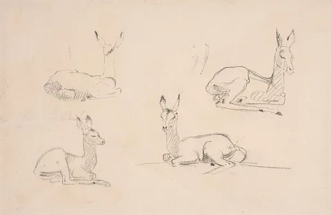 Samuel Daniell, Studies of Pallah Deer Resting