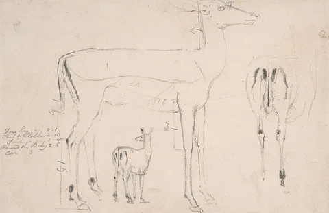 Samuel Daniell, Studies of Deer - Three on on Sheet