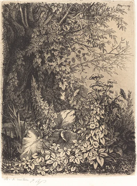Eugène Blery, La bardane au saule (Burdock with Willow)