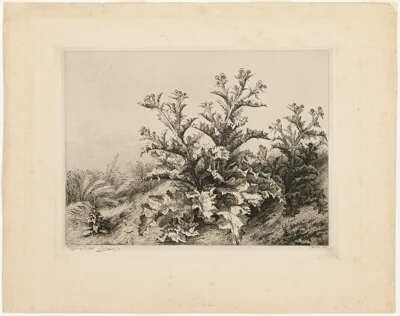 Eugène Blery, The Large Thistle, plate three from Les quatres grandes plantes