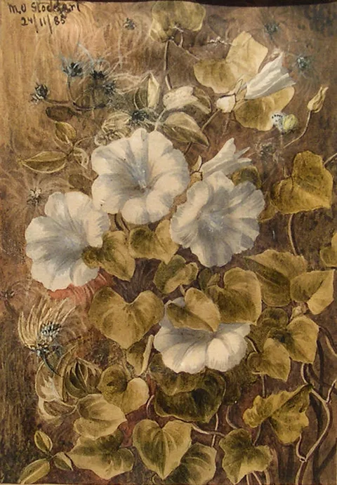 Margaret Stoddart, Untitled