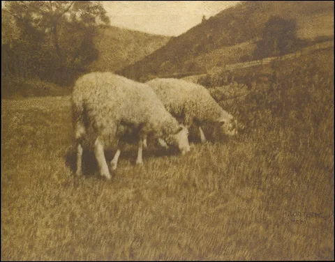 Hans Watzek, Sheep