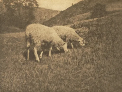 Hans Watzek, Camera Work: Sheep