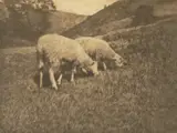 Hans Watzek, Camera Work: Sheep