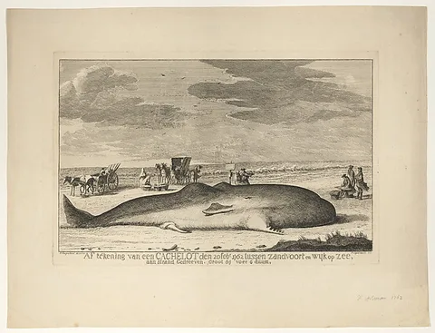 Hendrik Spilman, A Stranded Whale on the Beach Between Zandvoort and Wijk aan Zee on 20 February, 1762