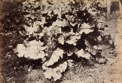 Robert Burrows, Plant Study
