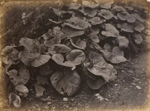 Robert Burrows, Plant Study