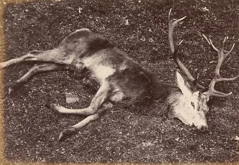 James Valentine, Study of the Royal Stag