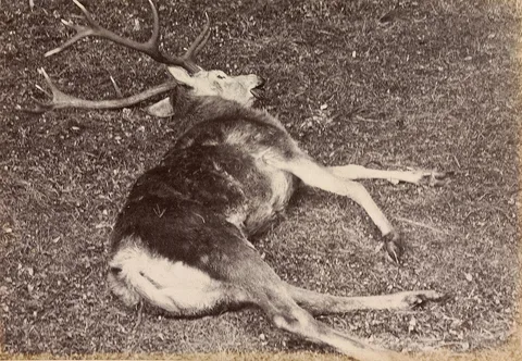 James Valentine, Study of the Royal Stag