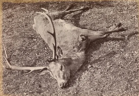 James Valentine, Study of the Royal Stag