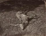 James Valentine, The Royal Stag