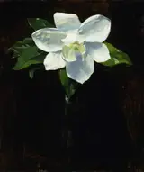 Charles Walter Stetson, Magnolia