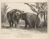 Jean-Pierre Houël, Histoire Naturelle Des Deux Éléphans...du Muséum De Paris