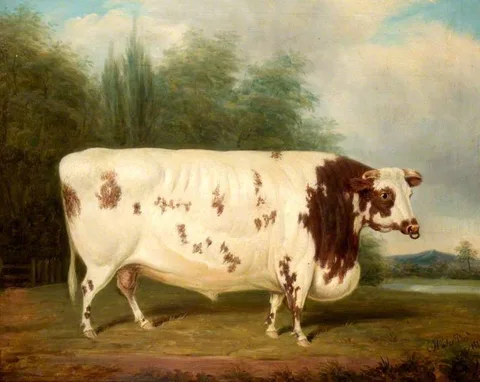 James Loder, Shorthorn Bull