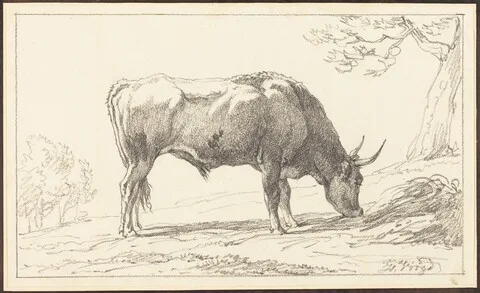 Hendrik Voogd, A Young Bull Grazing