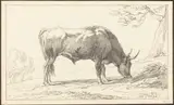 Hendrik Voogd, A Young Bull Grazing