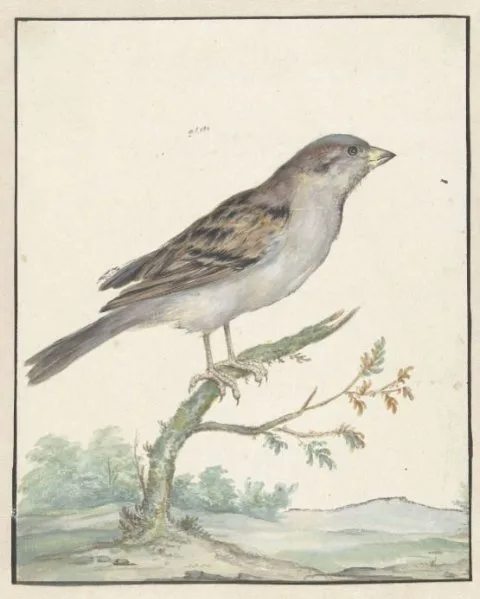 Jan Weenix, Huismus