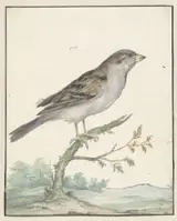 Jan Weenix, Huismus
