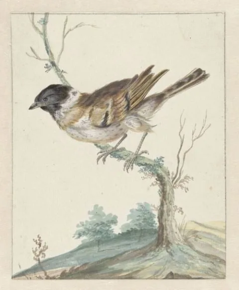 Jan Weenix, Rietgors (?)