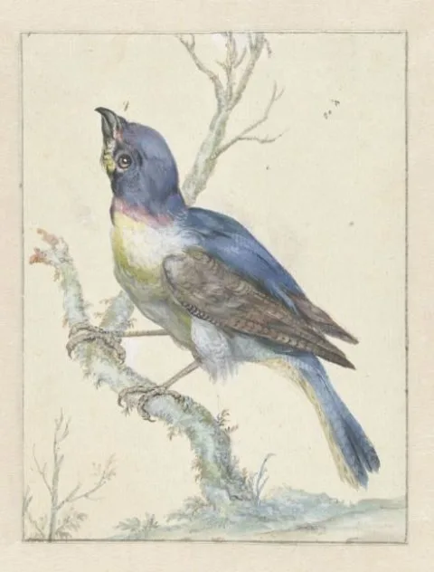 Jan Weenix, Lazuli Bunting