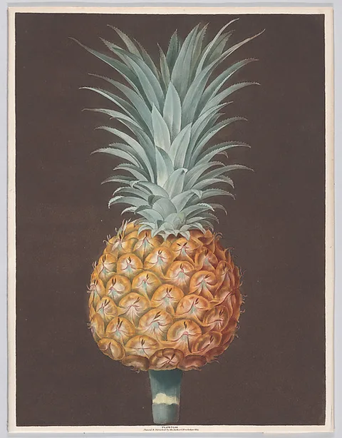 George Brookshaw, The Brown Havannah Pine
