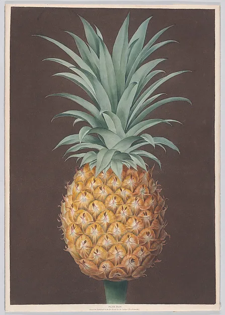 George Brookshaw, The Smooth Leaved Green Antigua Pine