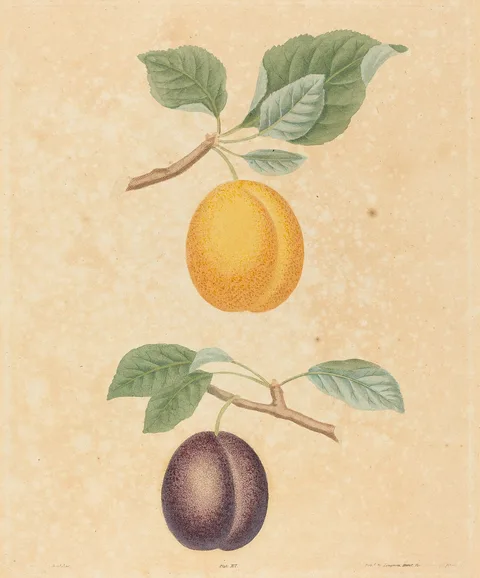 George Brookshaw, Two Plums