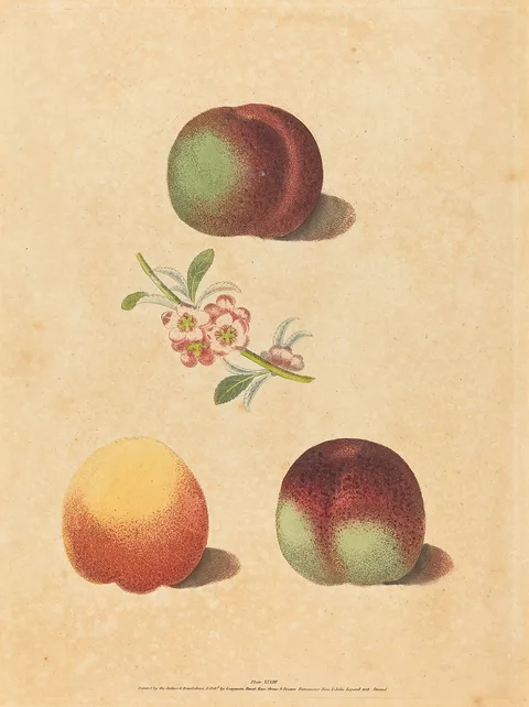 George Brookshaw, Three Peaches