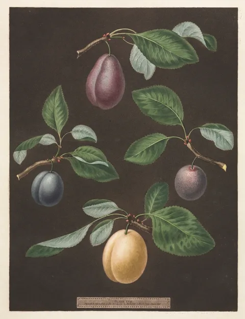 George Brookshaw, Pomona Britannica:  No. 17 - Plums