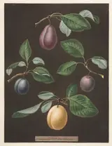George Brookshaw, Pomona Britannica:  No. 17 - Plums