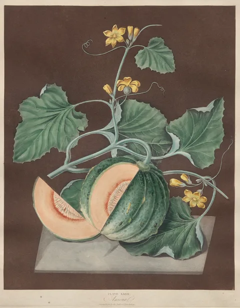 George Brookshaw, Pomona Britannica: No. 72 - Amicua (Melon)